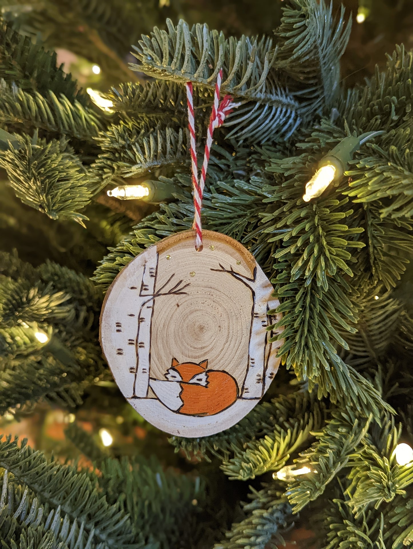 Le renard sieste dans les bouleaux🇫🇷